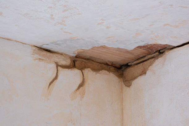 Best Mold removal after water damage  in Grayling, MI